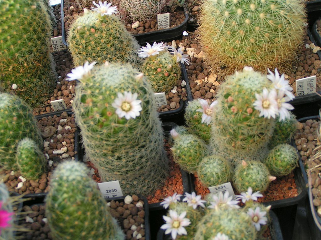 Mammillaria giselae